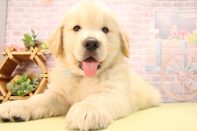 愛知県のゴールデンレトリバー (Coo&RIKU豊田店/2025年7月26日生まれ/男の子/ゴールデン)の子犬の3枚目の画像
