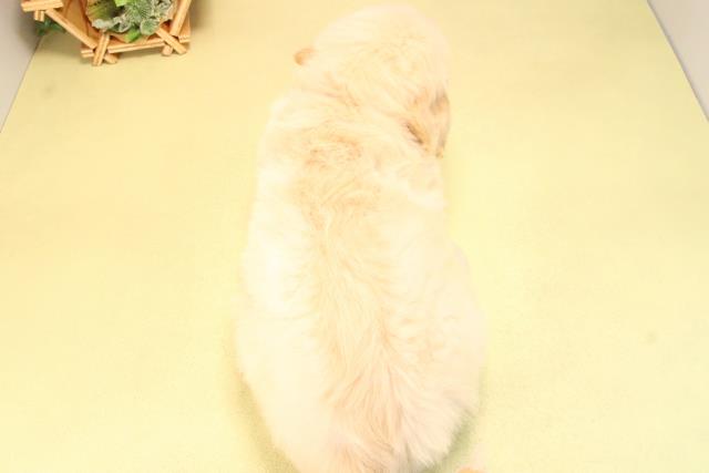愛知県のゴールデンレトリバー (Coo&RIKU豊田店/2025年7月26日生まれ/男の子/ゴールデン)の子犬の4枚目の画像