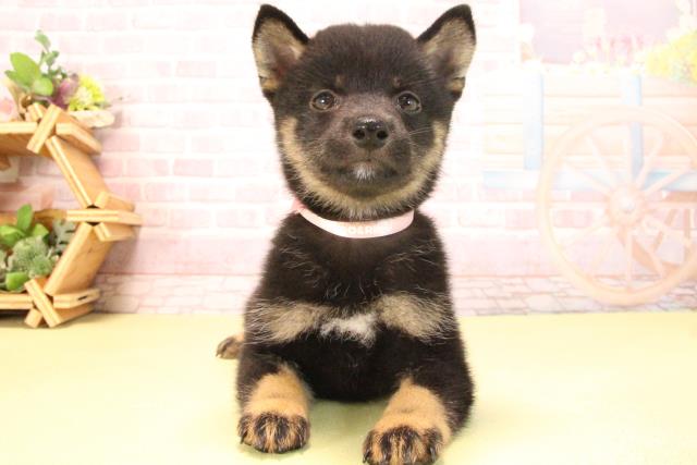 愛知県の豆柴 (Coo&RIKU豊田店/2025年7月22日生まれ/女の子/黒)の子犬の1枚目の画像