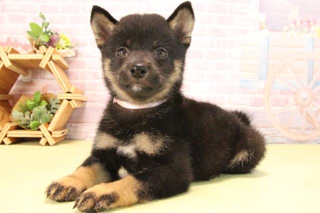 愛知県の豆柴 (Coo&RIKU豊田店/2025年7月22日生まれ/女の子/黒)の子犬の3枚目の画像