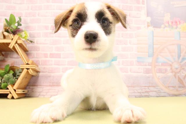 愛知県のジャックラッセルテリア (Coo&RIKU岡崎店/2025年7月26日生まれ/男の子/ホワイトタン)の子犬の1枚目の画像