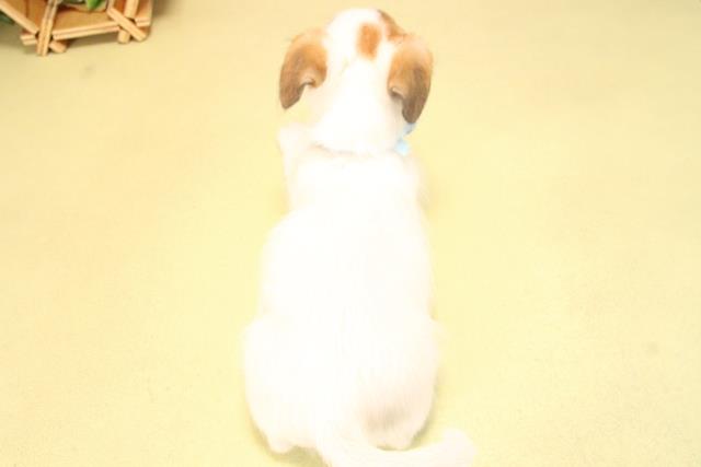 愛知県のジャックラッセルテリア (Coo&RIKU岡崎店/2025年7月26日生まれ/男の子/ホワイトタン)の子犬の4枚目の画像
