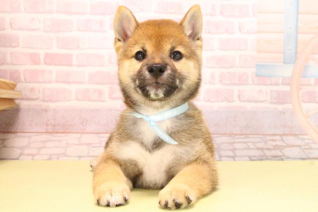 愛知県の豆柴 (Coo&RIKU豊橋店/2025年7月25日生まれ/男の子/赤)の子犬の1枚目の画像