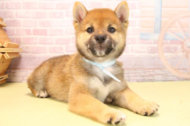 愛知県の豆柴 (Coo&RIKU豊橋店/2025年7月25日生まれ/男の子/赤)の子犬の3枚目の画像