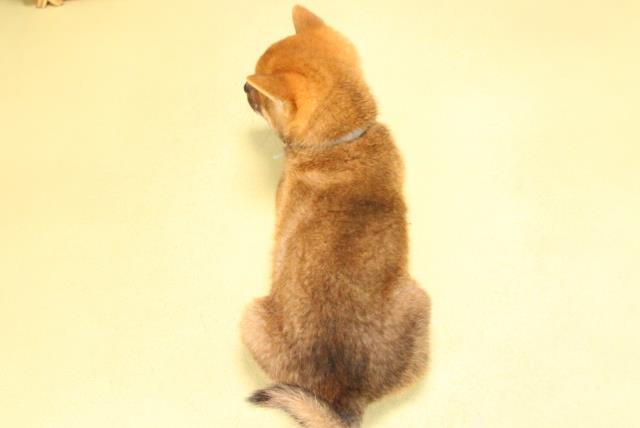 愛知県の豆柴 (Coo&RIKU豊橋店/2025年7月25日生まれ/男の子/赤)の子犬の4枚目の画像