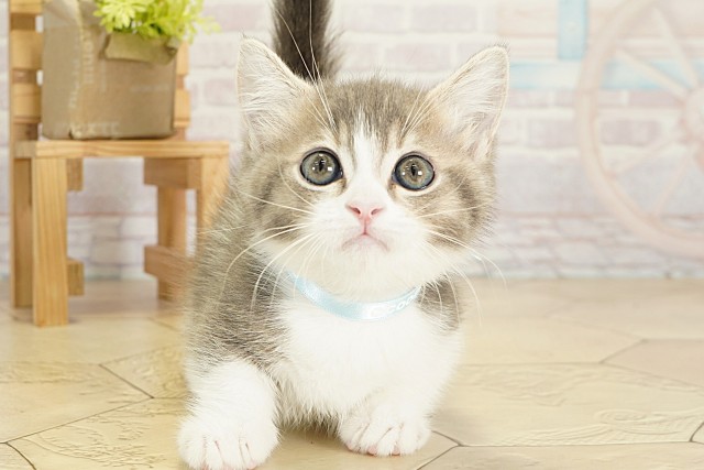 愛知県のマンチカン (Coo&RIKU岡崎店/2025年7月24日生まれ/男の子/ブルータビーホワイト)の子猫の1枚目の画像