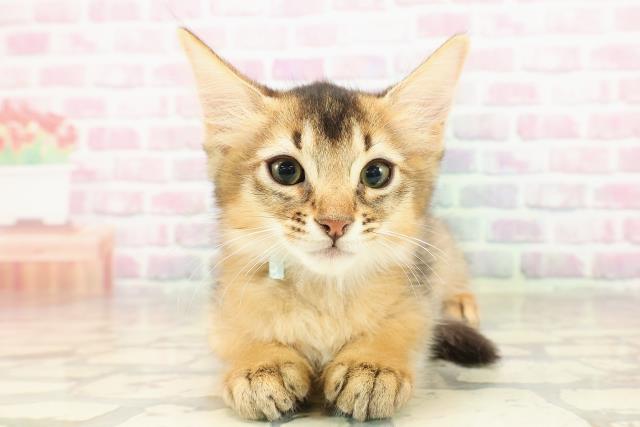 東京都のソマリ (Coo&RIKU武蔵小山店/2025年7月21日生まれ/男の子/ルディ)の子猫