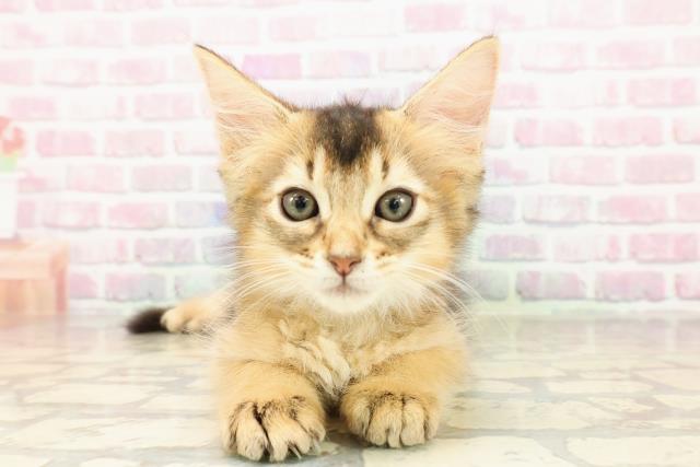 東京都のソマリ (Coo&RIKU阿佐ヶ谷店/2025年7月21日生まれ/男の子/ルディ)の子猫の1枚目の画像