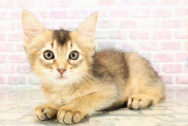 東京都のソマリ (Coo&RIKU阿佐ヶ谷店/2025年7月21日生まれ/男の子/ルディ)の子猫の2枚目の画像