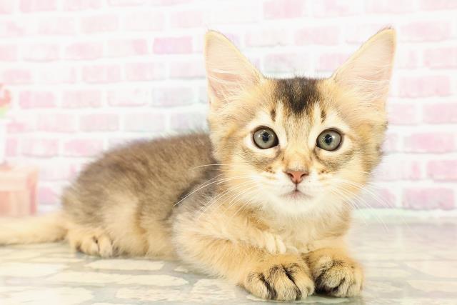 東京都のソマリ (Coo&RIKU阿佐ヶ谷店/2025年7月21日生まれ/男の子/ルディ)の子猫の3枚目の画像