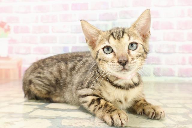 北海道のベンガル (Coo&RIKU苫小牧店/2025年7月21日生まれ/女の子/ブラウンスポットタビー)の子猫の3枚目の画像