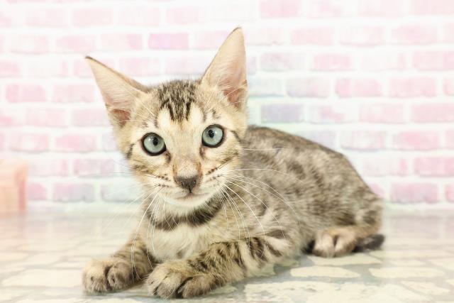新潟県のベンガル (Coo&RIKU新潟西店/2025年7月21日生まれ/男の子/ブラウンスポットタビー)の子猫の2枚目の画像