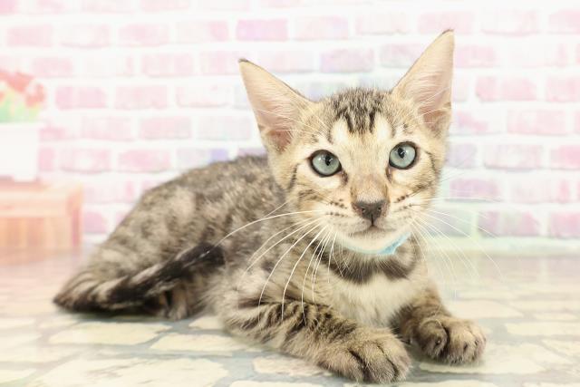 新潟県のベンガル (Coo&RIKU新潟西店/2025年7月21日生まれ/男の子/ブラウンスポットタビー)の子猫の3枚目の画像