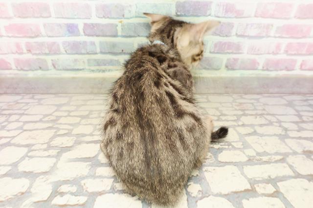 新潟県のベンガル (Coo&RIKU新潟西店/2025年7月21日生まれ/男の子/ブラウンスポットタビー)の子猫の4枚目の画像