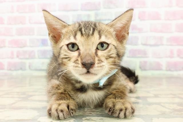 埼玉県のベンガル (Coo&RIKU川越店/2025年7月21日生まれ/男の子/ブラウンスポットタビー)の子猫の1枚目の画像