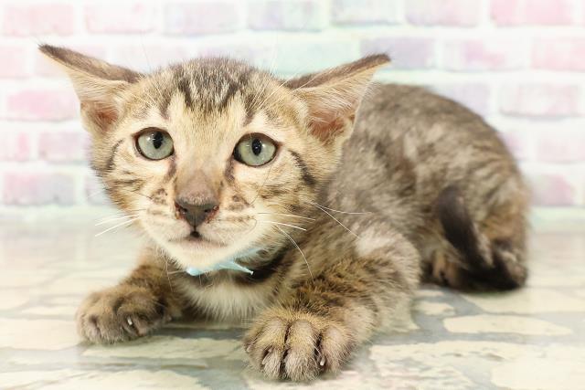 埼玉県のベンガル (Coo&RIKU川越店/2025年7月21日生まれ/男の子/ブラウンスポットタビー)の子猫の2枚目の画像