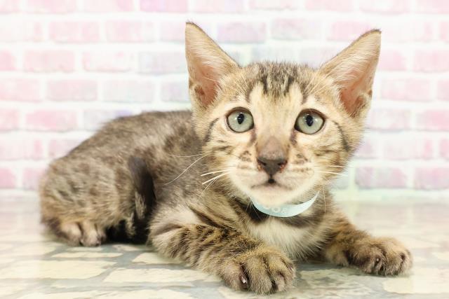 埼玉県のベンガル (Coo&RIKU川越店/2025年7月21日生まれ/男の子/ブラウンスポットタビー)の子猫の3枚目の画像