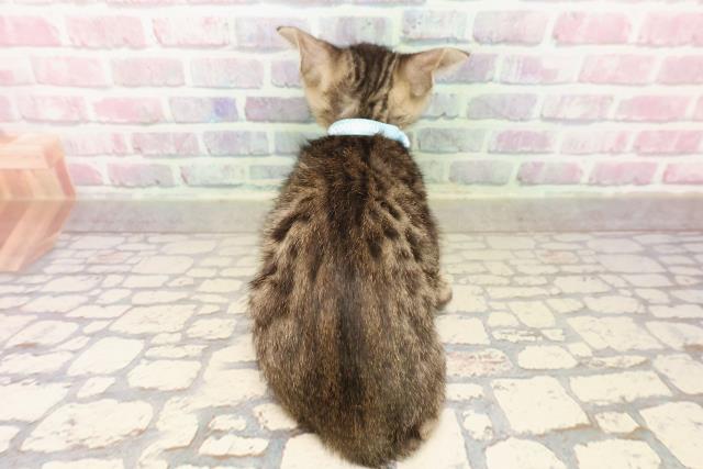 埼玉県のベンガル (Coo&RIKU川越店/2025年7月21日生まれ/男の子/ブラウンスポットタビー)の子猫の4枚目の画像