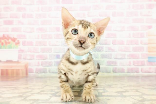 新潟県のベンガル (Coo&RIKU長岡店/2025年7月21日生まれ/男の子/ブラウンスポットタビー)の子猫の1枚目の画像