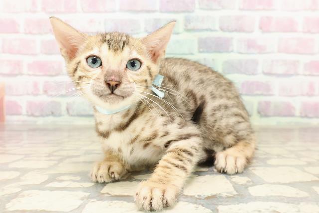 新潟県のベンガル (Coo&RIKU長岡店/2025年7月21日生まれ/男の子/ブラウンスポットタビー)の子猫の2枚目の画像