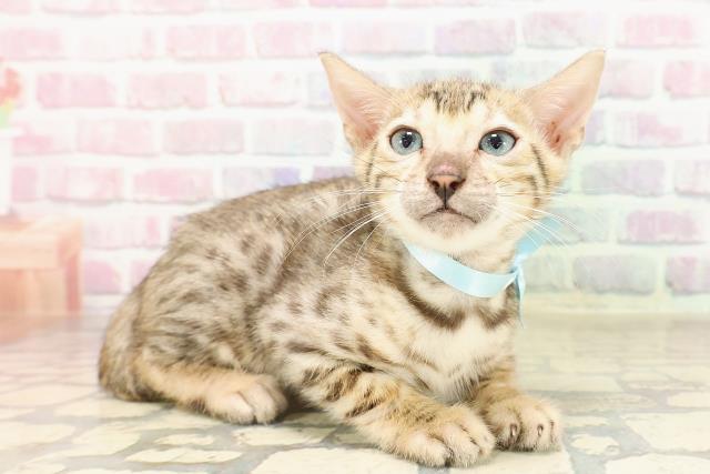 新潟県のベンガル (Coo&RIKU長岡店/2025年7月21日生まれ/男の子/ブラウンスポットタビー)の子猫の3枚目の画像