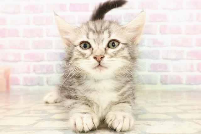 神奈川県のキンカロー (Coo&RIKU横浜旭店/2025年7月23日生まれ/男の子/シルバータビー)の子猫の1枚目の画像