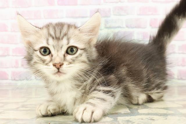 神奈川県のキンカロー (Coo&RIKU横浜旭店/2025年7月23日生まれ/男の子/シルバータビー)の子猫の2枚目の画像