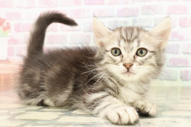 神奈川県のキンカロー (Coo&RIKU横浜旭店/2025年7月23日生まれ/男の子/シルバータビー)の子猫の3枚目の画像