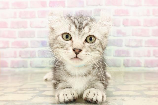 神奈川県のキンカロー (Coo&RIKU相模原店/2025年7月23日生まれ/男の子/シルバータビー)の子猫の1枚目の画像