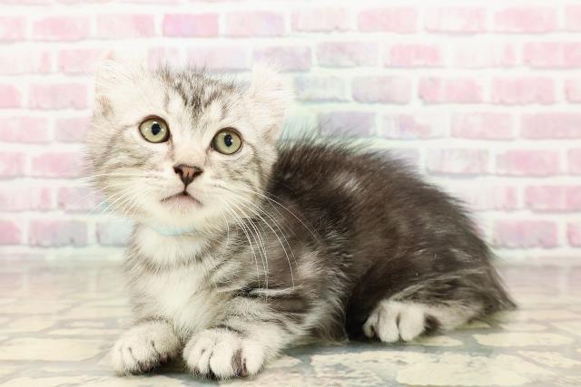 神奈川県のキンカロー (Coo&RIKU相模原店/2025年7月23日生まれ/男の子/シルバータビー)の子猫の2枚目の画像