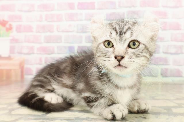 神奈川県のキンカロー (Coo&RIKU相模原店/2025年7月23日生まれ/男の子/シルバータビー)の子猫の3枚目の画像