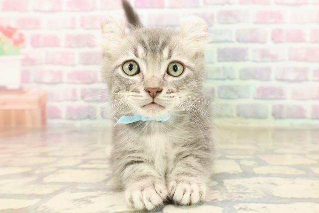 千葉県のキンカロー (Coo&RIKUフレスポ稲毛店/2025年7月23日生まれ/男の子/ブルータビー)の子猫の1枚目の画像