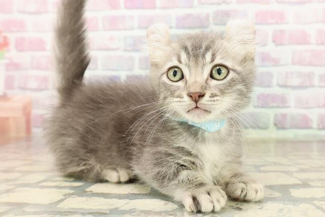 千葉県のキンカロー (Coo&RIKUフレスポ稲毛店/2025年7月23日生まれ/男の子/ブルータビー)の子猫の3枚目の画像