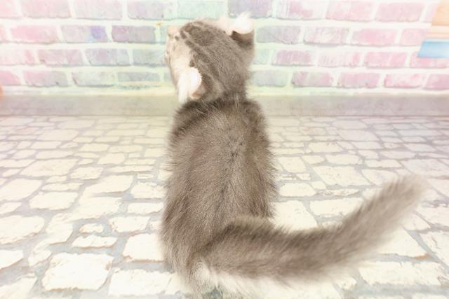 千葉県のキンカロー (Coo&RIKUフレスポ稲毛店/2025年7月23日生まれ/男の子/ブルータビー)の子猫の4枚目の画像