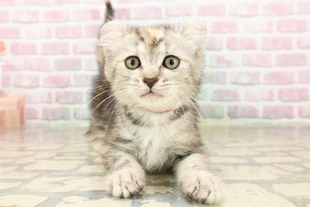栃木県のキンカロー (Coo&RIKU足利店/2025年7月23日生まれ/女の子/ブラウンパッチドタビー)の子猫の1枚目の画像