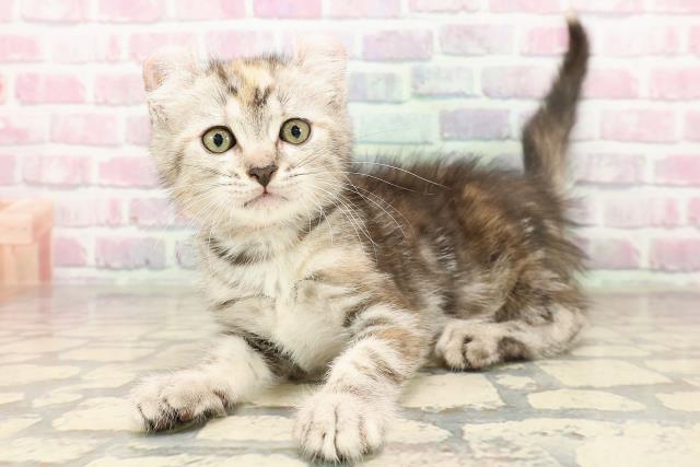 栃木県のキンカロー (Coo&RIKU足利店/2025年7月23日生まれ/女の子/ブラウンパッチドタビー)の子猫の2枚目の画像