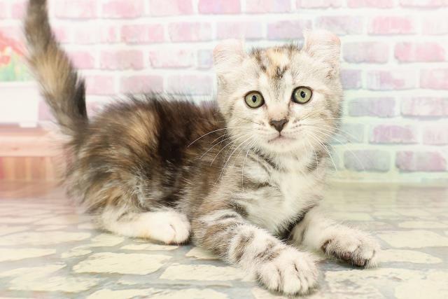 栃木県のキンカロー (Coo&RIKU足利店/2025年7月23日生まれ/女の子/ブラウンパッチドタビー)の子猫の3枚目の画像