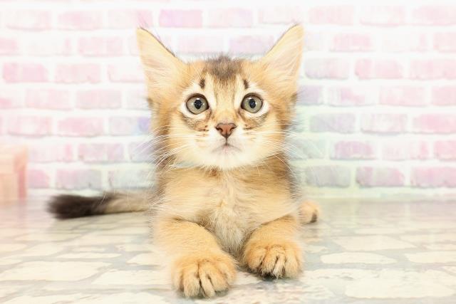東京都のソマリ (Coo&RIKU高円寺店/2025年7月18日生まれ/男の子/ルディ)の子猫の1枚目の画像