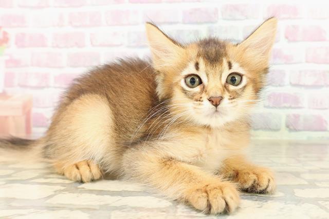 東京都のソマリ (Coo&RIKU高円寺店/2025年7月18日生まれ/男の子/ルディ)の子猫の3枚目の画像
