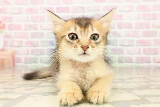 東京都のソマリ (Coo&RIKU足立本店/2025年7月18日生まれ/女の子/ルディ)の子猫の1枚目の画像