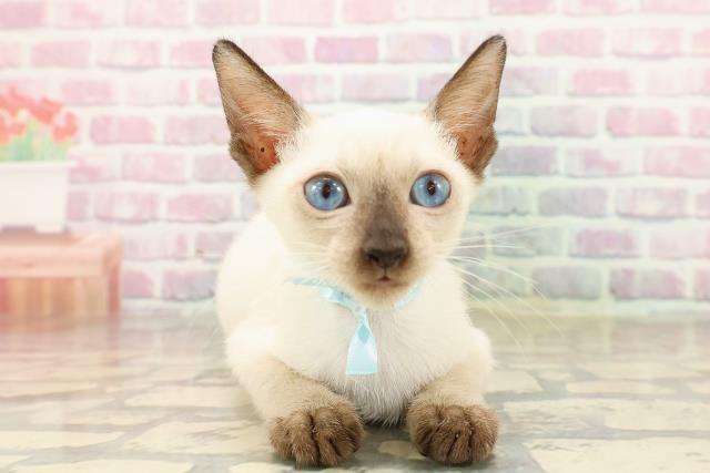 東京都のトンキニーズ (Coo&RIKU江戸川店/2025年7月10日生まれ/男の子/ナチュラルポイント)の子猫の1枚目の画像