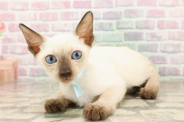 東京都のトンキニーズ (Coo&RIKU江戸川店/2025年7月10日生まれ/男の子/ナチュラルポイント)の子猫の2枚目の画像