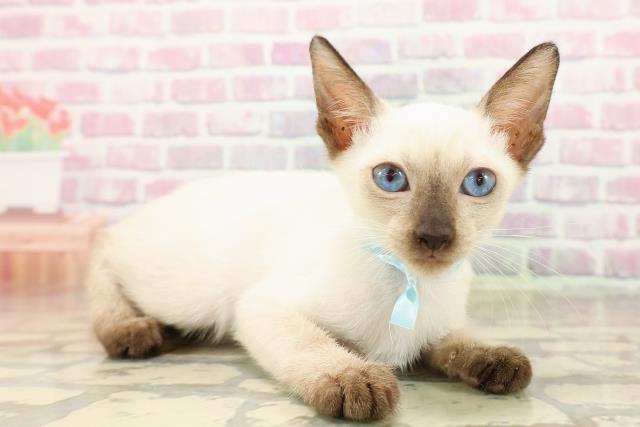 東京都のトンキニーズ (Coo&RIKU江戸川店/2025年7月10日生まれ/男の子/ナチュラルポイント)の子猫の3枚目の画像