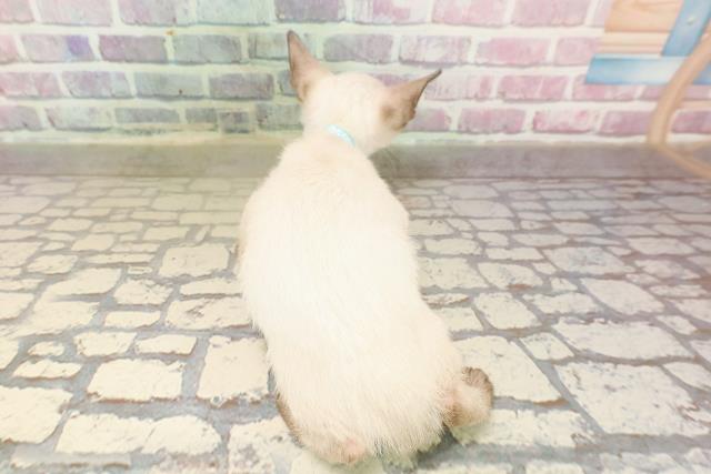 東京都のトンキニーズ (Coo&RIKU江戸川店/2025年7月10日生まれ/男の子/ナチュラルポイント)の子猫の4枚目の画像