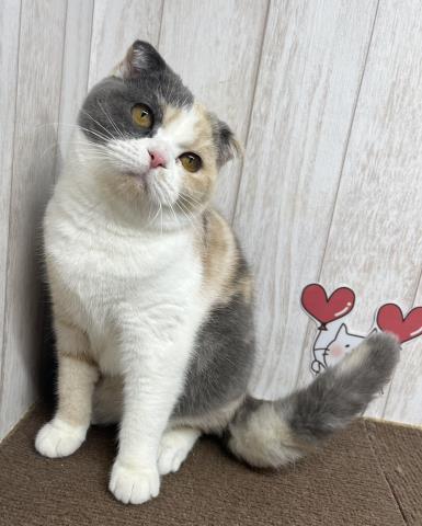 スコティッシュフォールド