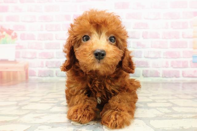 神奈川県のトイプードル(トイ) (Coo&RIKU平塚店/2025年7月19日生まれ/男の子/レッド)の子犬