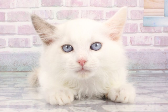 大阪府のラグドール (Coo&RIKU梅田店/2025年7月20日生まれ/男の子/ブルーポイントバイカラー)の子猫の1枚目の画像