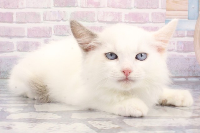 大阪府のラグドール (Coo&RIKU梅田店/2025年7月20日生まれ/男の子/ブルーポイントバイカラー)の子猫の2枚目の画像