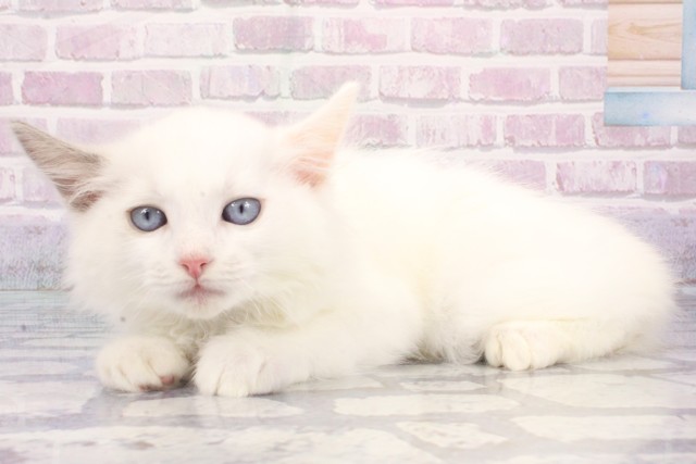 大阪府のラグドール (Coo&RIKU梅田店/2025年7月20日生まれ/男の子/ブルーポイントバイカラー)の子猫の3枚目の画像