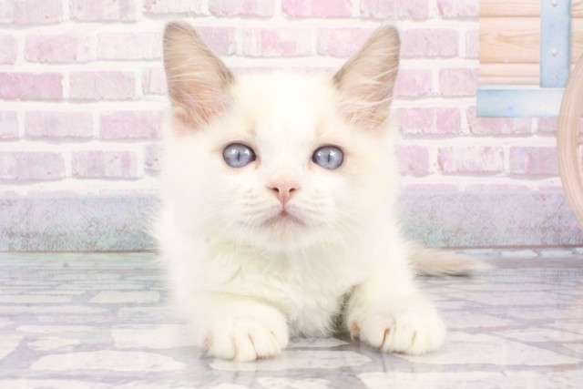 大阪府のラグドール (Coo&RIKU茶屋町店/2025年7月20日生まれ/男の子/ブルーポイントバイカラー)の子猫の1枚目の画像